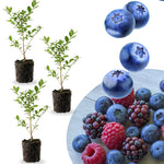 3 Edible Blueberry Bushes Seedlings, High-Yield Blueberry Trees Live Plants, 6 Months Old, Starter 3-6" in Tall, Cold Hardy Zones 4-7