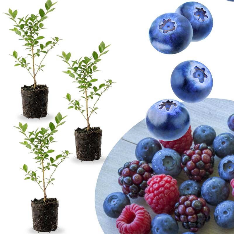 3 Edible Blueberry Bushes Seedlings, High-Yield Blueberry Trees Live Plants, 6 Months Old, Starter 3-6" in Tall, Cold Hardy Zones 4-7