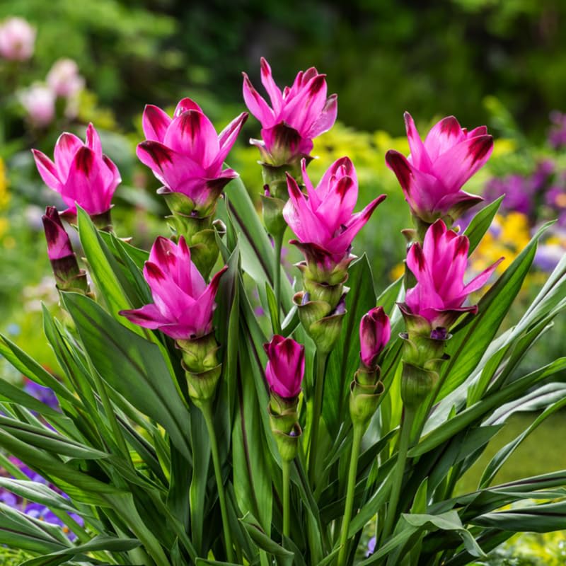 Curcuma Turmeric Ginger Plant Live for Planting 4 to 8 Inch Tall, Ornamental Ginger Flowers to Grow