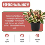 Live Peperomia Rainbow Plant, 4-7 Inches Tall, Red Edge Peperomia Rainbow Plant Live Indoor, Variegated Houseplant to Grow