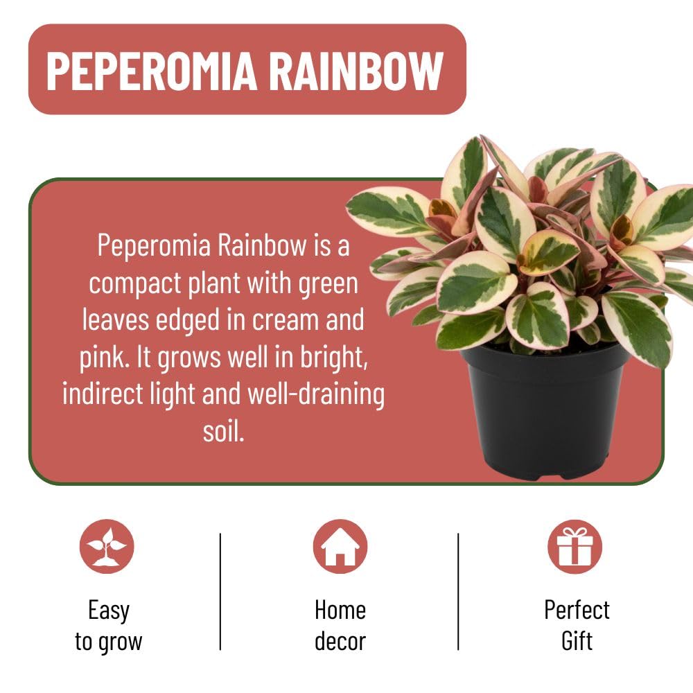 Live Peperomia Rainbow Plant, 4-7 Inches Tall, Red Edge Peperomia Rainbow Plant Live Indoor, Variegated Houseplant to Grow