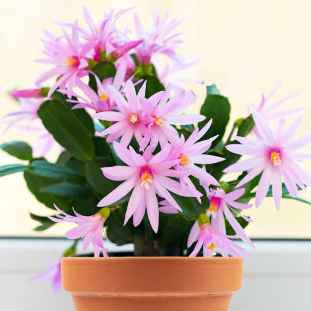 Light Pink Easter Cactus Plants Live, Starter Holiday Cactus Plant for Indoor Outdoor Houseplants, False Christmas Thanksgiving Cactus Like, Cold Hardy, 5-9" in Tall, No Pot