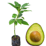 8-12" HASS Cold Hardy Avocado Tree Live Plant in Pot, Well-Rooted 9 Months Old Avocado