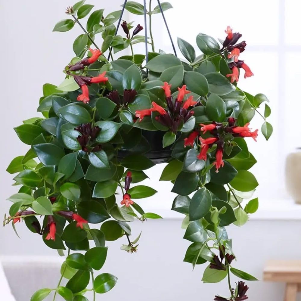 Set of 2 Red Lipstick Plants Live for Indoor Growing, Lipstick Plant 4–6 Inch Tall, Trailing Vine Houseplants, No Pot