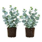 2 Baby Blue Eucalyptus Live Plants, Fragrant Eucalyptus Herb for Garden and Patio Containers, 2-5 Inches Tall Plugs