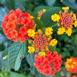 2 Lantana Plants Live, Lantana Live Plants for Planting Outdoors, Trailing Lantana Plants Live, 5 to 7 Inc Tall (Red)