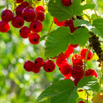 Currant Bush Live Plant for Planting, 6 to 9 Inc Tall Red Currant Plant Live Gardening Indoor Outdoor