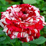 Rose Plant Live, Rose Bush Live Plant, Fragrant Flowers Ready to Plant, 5-9 Inch Height, Well-Rooted, No Pot (Stripe Red White Rose)
