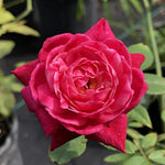 Rose Bushes Ready to Plant Outdoor, Bareroot 5-9 Inch Tall, Fragrant Rose Flower (Double Red Rose)