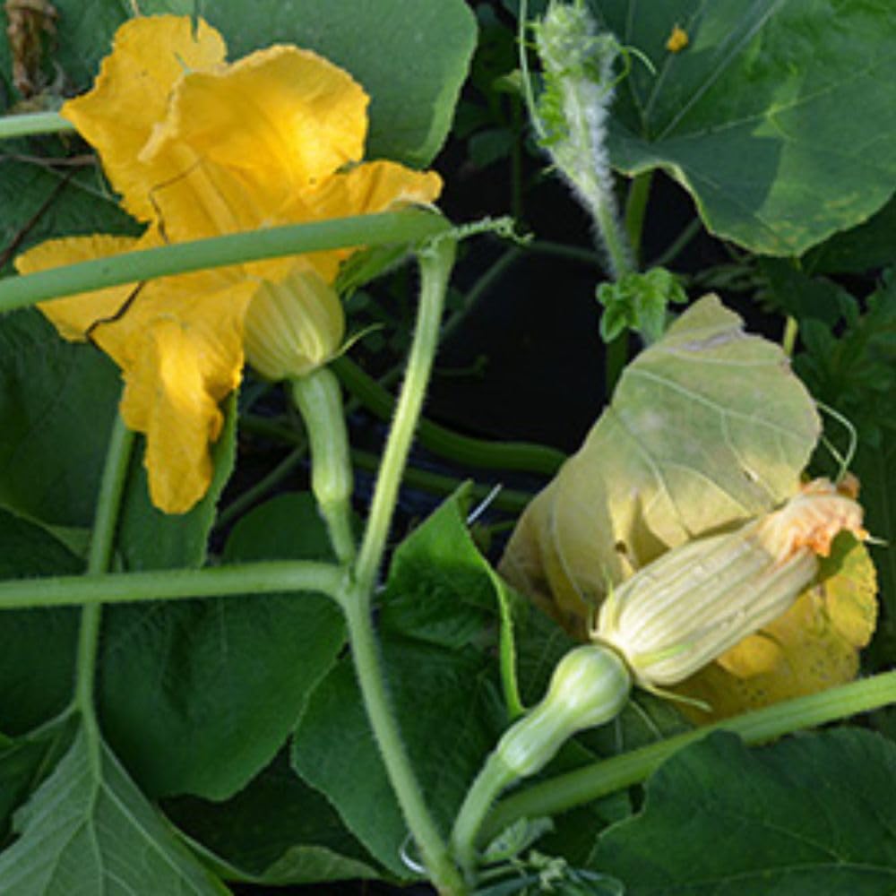 Butternut Squash Live Plant 4" Pot, Live Squash Plants in 3-5 Inch Tall, Vegetable Seedlings for Planting Outdoor Garden