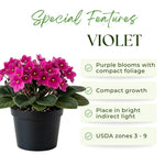 African Violets Live Plant, Pink African Violet Plant, 3-5 Inches Tall, Vibrant Blooms, Easy Care Indoor Flowering Plants for Home and Office Decoration
