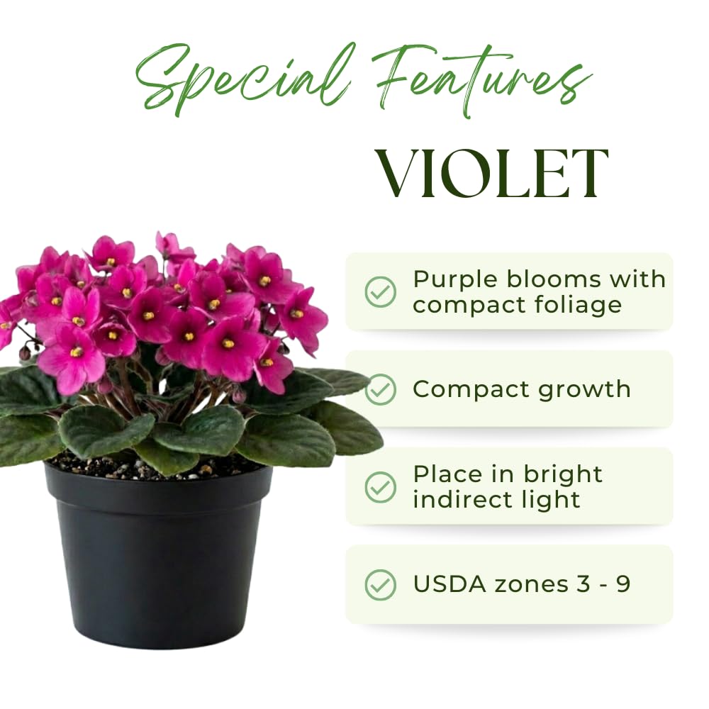 African Violets Live Plant, Pink African Violet Plant, 3-5 Inches Tall, Vibrant Blooms, Easy Care Indoor Flowering Plants for Home and Office Decoration