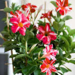 Mandevilla Vine Plants Mandevilla Plant Live, 5 to 7'' Tall Seedling, Annual Flowering Mandevilla Live Plant Outdoor Growing