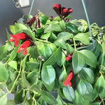 Red Lipstick Plant Live 2-5 Inch Tall, Lipstick Trailing Vine Houseplant for Indoor Growing, Home Decor Plant, No Pot