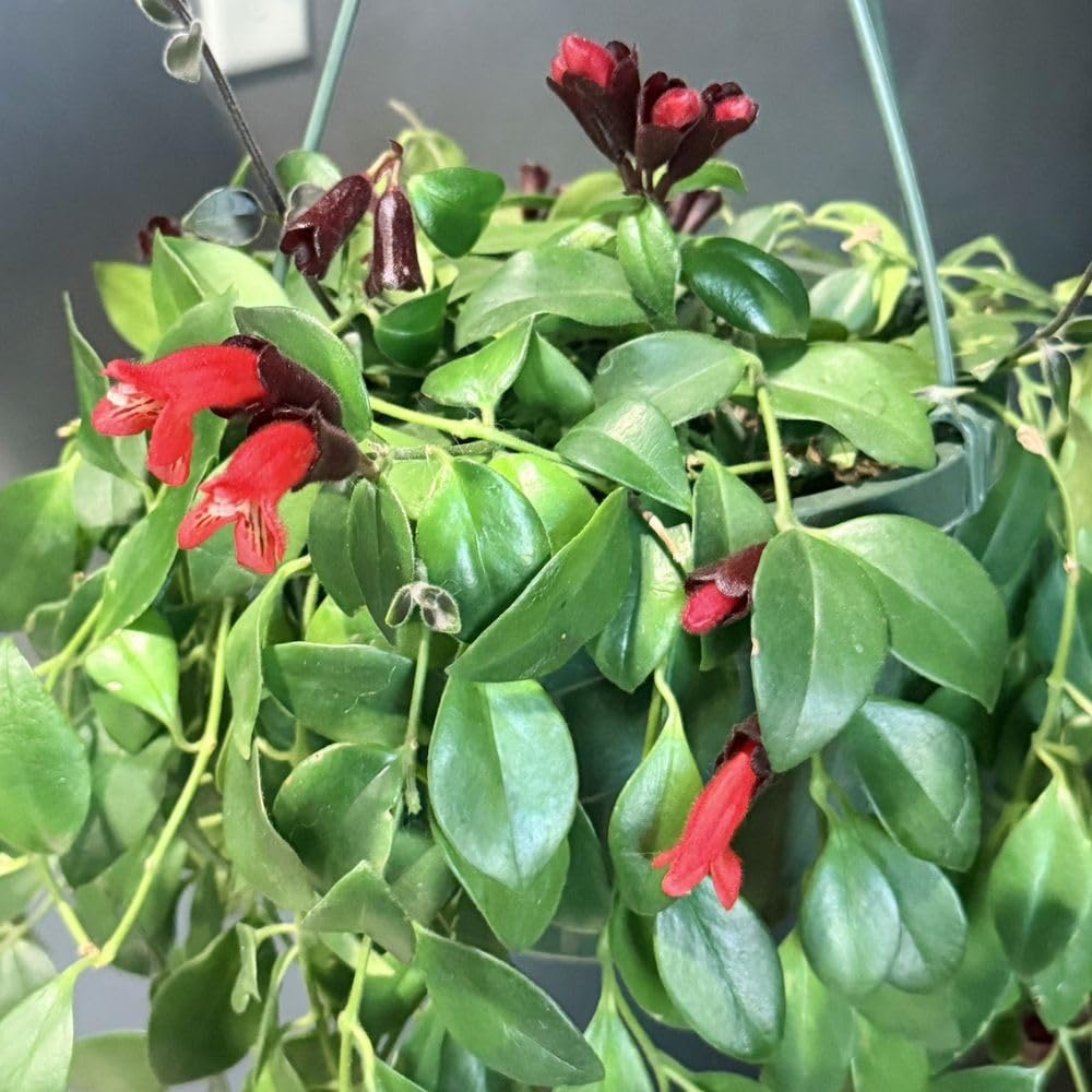 Red Lipstick Plant Live 2-5 Inch Tall, Lipstick Trailing Vine Houseplant for Indoor Growing, Home Decor Plant, No Pot