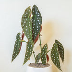 Begonia Live Plant, Begonias Live Plant, Rare Begonias Plants, 5-7 Inches in Height for Indoor Houseplant (Polka Dot Angel Wing Begonia)