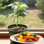Hot Pepper Plants, 2 Pcs in Pot, Red Pepper Seedling, Pepper Plants Live for Planting, Ready for Edible Gardening, Zones 9 to 11