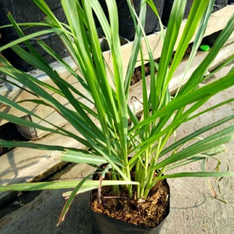 Set 6 Lemongrass Plants Live, Lemongrass Herbs Stalks, 4-8" Tall Well-Rooted for Culinary Gardens, Tropical Grass for Outdoor Landscapes