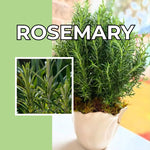 Set of 3 Blue Rosemary Plants Live, 4-8" Tall Fragrant Rosemary Herb Plant for Outdoor Garden and Containers, Well-Rooted Plants