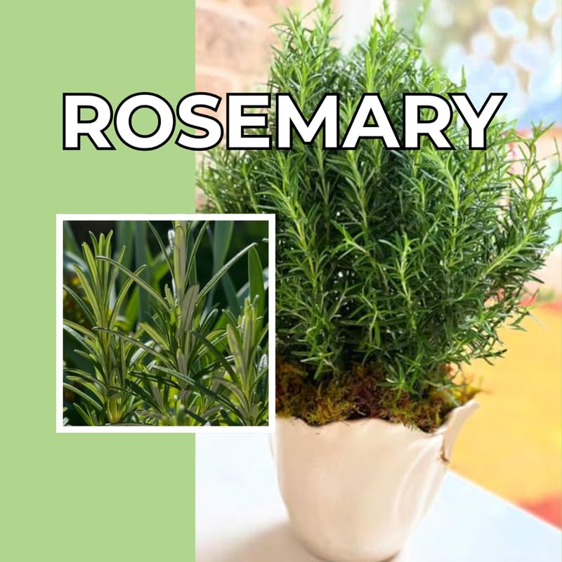Set of 3 Blue Rosemary Plants Live, 4-8" Tall Fragrant Rosemary Herb Plant for Outdoor Garden and Containers, Well-Rooted Plants