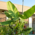 Basjoo Banana Plants Live for Planting, Banana Trees Live Plants from 4 to 6 Inc Tall, 1 Plant