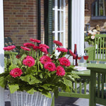 3 Gerbera Daisies Live Plants, Pink Gerbera Daisy Plants Live, Between 5 and 6 Inches Long, Daisy Plant, Daisies Flowers Live Plants for Garden
