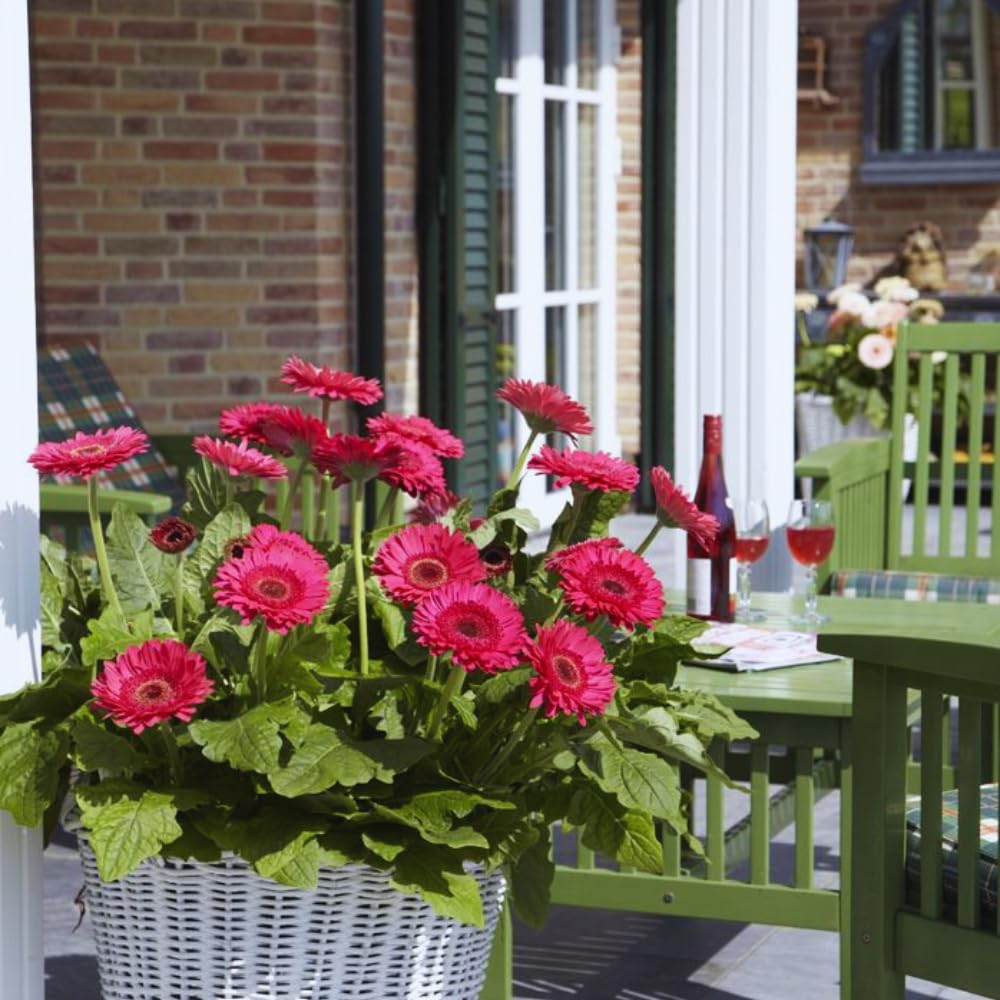 3 Gerbera Daisies Live Plants, Pink Gerbera Daisy Plants Live, Between 5 and 6 Inches Long, Daisy Plant, Daisies Flowers Live Plants for Garden