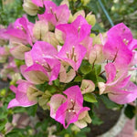 2 Apple Blossom Bougainvillea Plants Live, Flowering Bougainvillea Vine for Outdoor Garden or Trellis, 5-9 Inch Tall, Very Hardy