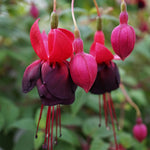 2 Fuchsia Live Plants, Fuchsia Flower Perennial for Outdoor Garden 3 to 5 Inches (Black)