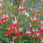 Hot Lips Salvia Plant, 4 Inch Pot Live Flowering Perennial, Red White Blooms, 4-8" Tall Hot Lips Salvia Sage Plants for Outdoor Garden