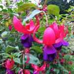 ELLA'S HOMES Fuchsia Plant Live, Pink Purple Flower Fuchsia Plant, 3 to 6 Inches Tall, Live Fuchsia Plant, Fuchsia Live Plant Indoor, Fuchsia Plant for Planting Outdoor