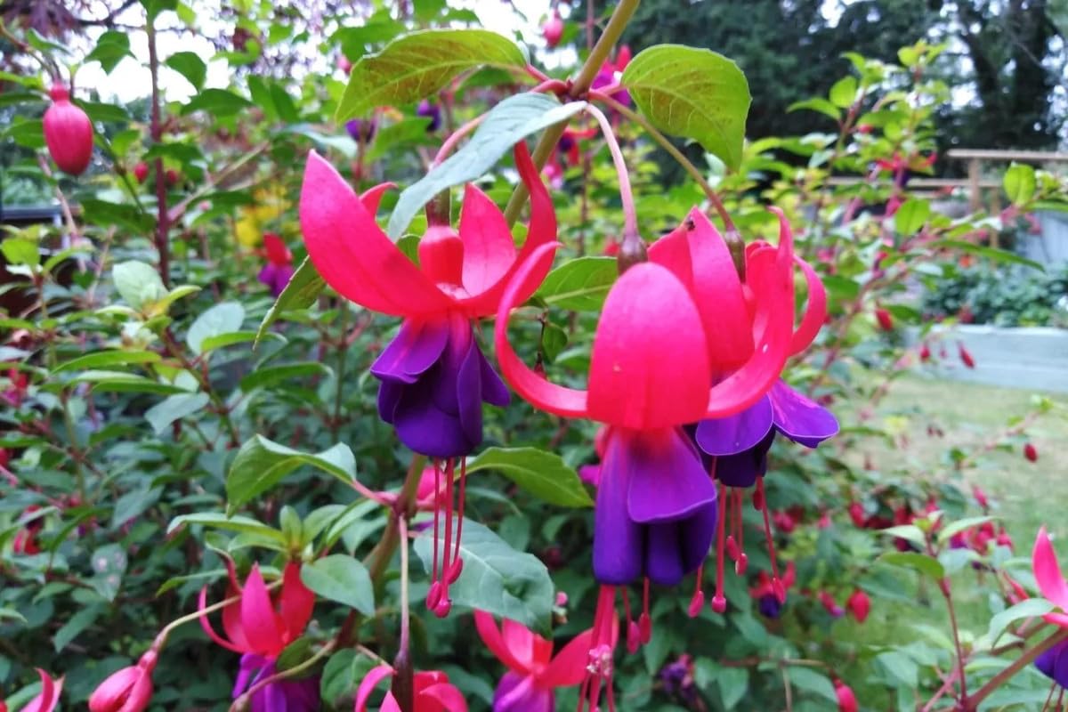 2 Fuchsia Plants Live, Pink Purple Flower Fuchsia Plant, 4 to 6 Inches, Fuchsia Live Plant, Live Fuchsia Plant