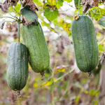 Luffa Live Plants 4'' Pot, 2 Plants per Pot, Well Rooted Luffa Gourd, Loofah Plant for Growing Indoor Outdoor