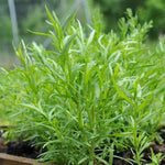 2 French Tarragon Live Plants, Perennial Culinary Herb for Outdoor Garden, Raised Beds, Containers, 4-9" Tall, Plugs