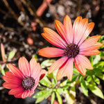 4 Osteospermum Plants, African Daisy Live Plants, 3-5 Inches, Perennial Mix Blooms, Spring to Summer Flowers (Light Orange)