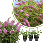 Pink Butterfly Bush Buddleia Butterfly Plant Live, 4-9" Tall Well-Rooted for Outdoor Gardens, Perennial Shrub, No Pot