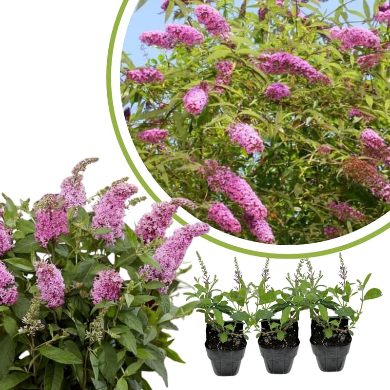 Pink Butterfly Bush Buddleia Butterfly Plant Live, 4-9" Tall Well-Rooted for Outdoor Gardens, Perennial Shrub, No Pot