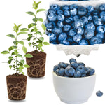 2 Southern Highbush Blueberry Plants Live for Outdoor Growing, Summer Planting Blueberry Trees Live Plants, Blueberries Bushes, Hardy and High Yield Seedlings, Starter 4 to 7", No Pot