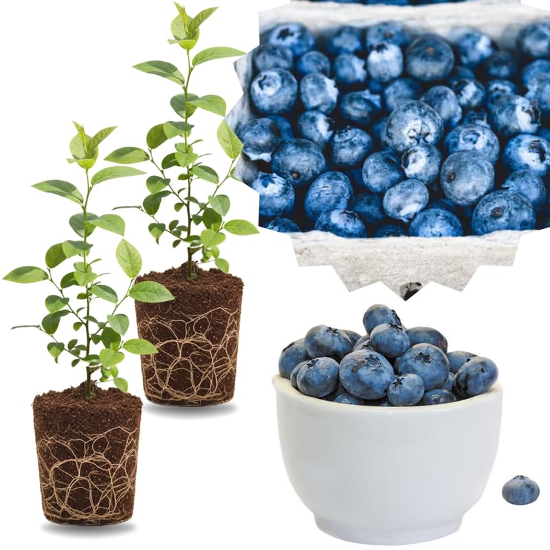 2 Southern Highbush Blueberry Plants Live for Outdoor Growing, Summer Planting Blueberry Trees Live Plants, Blueberries Bushes, Hardy and High Yield Seedlings, Starter 4 to 7", No Pot