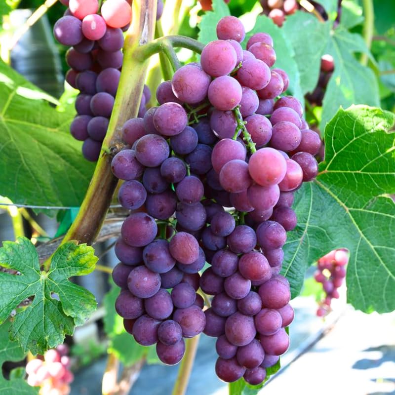 2 Red Grape Vines, 5-9 Inch Height, Cold Hardy Grape Plants Live Well-Rooted for Landscaping, Sweet Fruit Variety