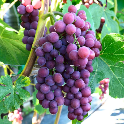 2 Red Grape Vines, 5-9 Inch Height, Cold Hardy Grape Plants Live Well-Rooted for Landscaping, Sweet Fruit Variety
