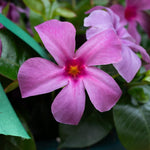3 Mandevilla Plants Live, 5-10” Tall Flowering Mandevilla Vines for Trellis, Outdoor Patio, Garden Pots, Trailing Mandevilla Seedlings (Blue Mandevilla)