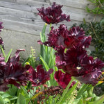 Common Black Tulip Bulbs, Vibrant Spring Blooms for Garden Beds and Containers, 10 Bulbs per Pack (Black Parrot)