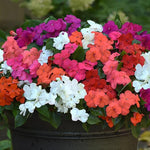 Set 2 Impatiens Plants Live Trees, Assorted Colors Plant, 3-5" Impatiens Flower Plants, Perennial Impatien for Planting Outdoors