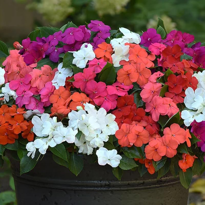 Set 2 Impatiens Plants Live Trees, Assorted Colors Plant, 3-5" Impatiens Flower Plants, Perennial Impatien for Planting Outdoors