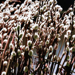 Pussy Willow Tree Live Plant in 2.5" in Pot, Fast-Growing Ornamental Trees, Grow As Branches for Vase, Home Décor