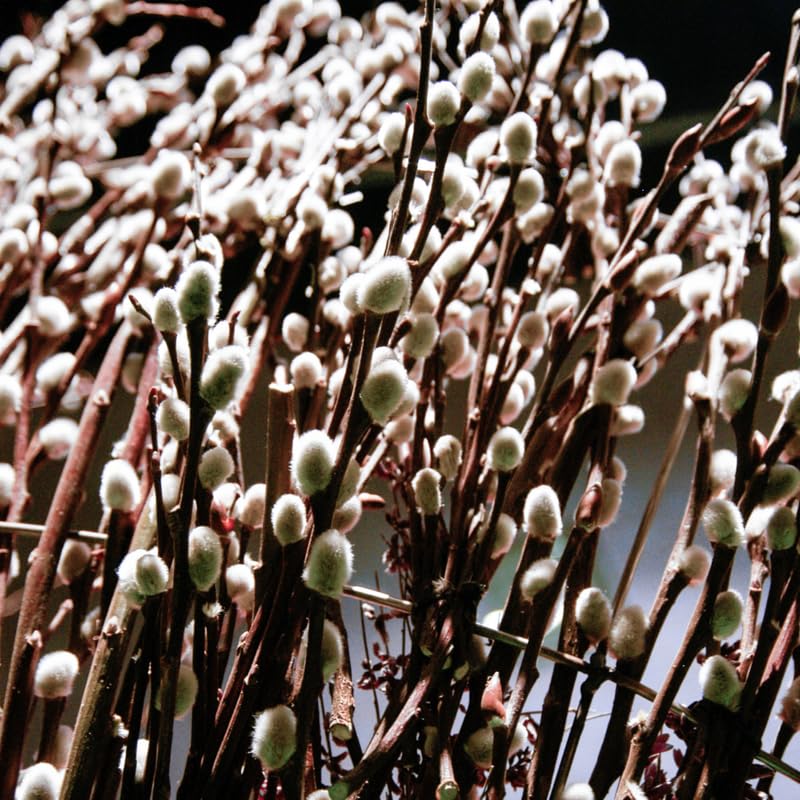 Pussy Willow Tree Live Plant in 2.5" in Pot, Fast-Growing Ornamental Trees, Grow As Branches for Vase, Home Décor