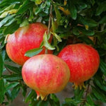 Live Pomegranate Plant, 5–8 Inch Seedling for Garden and Outdoor Growing, Pomegranate Tree for Spring Planting