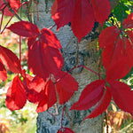 White Birch Trees Live Plant, 12-20 Inch Tall Birch Tree Live Plant for Outdoor Gardening, Perennial Hardy Trees