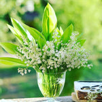 Set 10 Lily of The Valley Bulbs, Fragrant Perennial Flower Bulbs for Spring Blooms, White Lily Bulbs for Planting